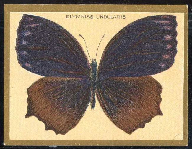 Elymmias Undularis